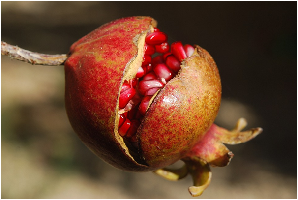 pomegranete