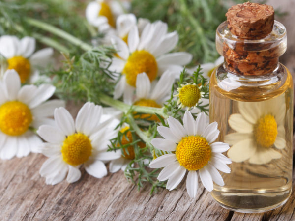 chamomile essential oil