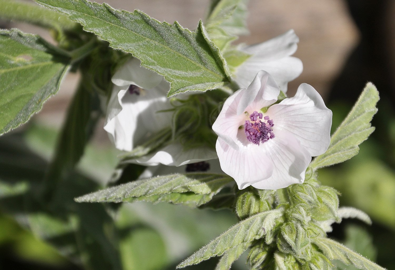 Cummon Marshmallow in garden bed