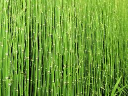 horsetail