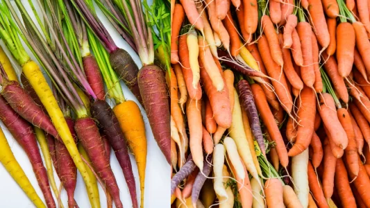 Variety of Carrots: Carrot Farming